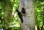black woodpecker