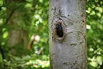 black woodpecker
