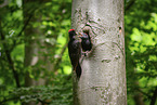 black woodpecker