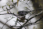 black-and-white creeping warbler