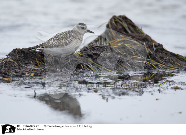 Kiebitzregenpfeifer / black-bellied plover / THA-07973
