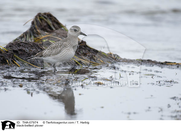 black-bellied plover / THA-07974