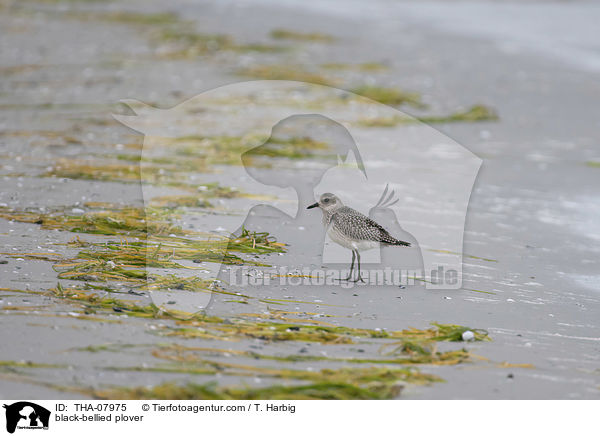 Kiebitzregenpfeifer / black-bellied plover / THA-07975