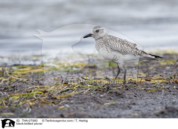 Kiebitzregenpfeifer / black-bellied plover / THA-07980