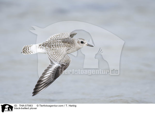 Kiebitzregenpfeifer / black-bellied plover / THA-07983