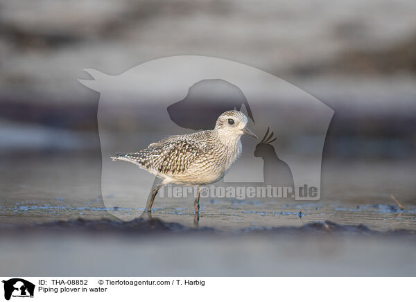 Kiebitzregenpfeifer im Wasser / Piping plover in water / THA-08852