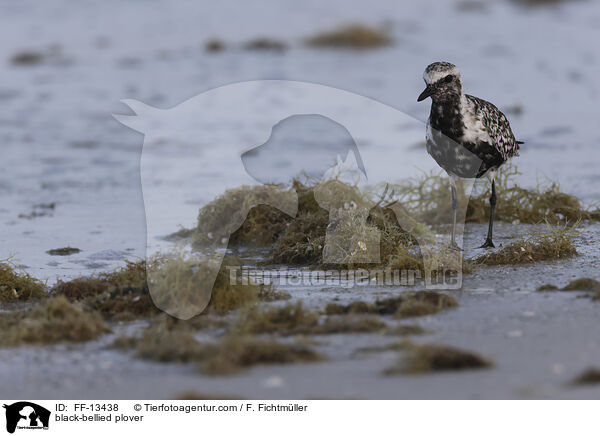 Kiebitzregenpfeifer / black-bellied plover / FF-13438