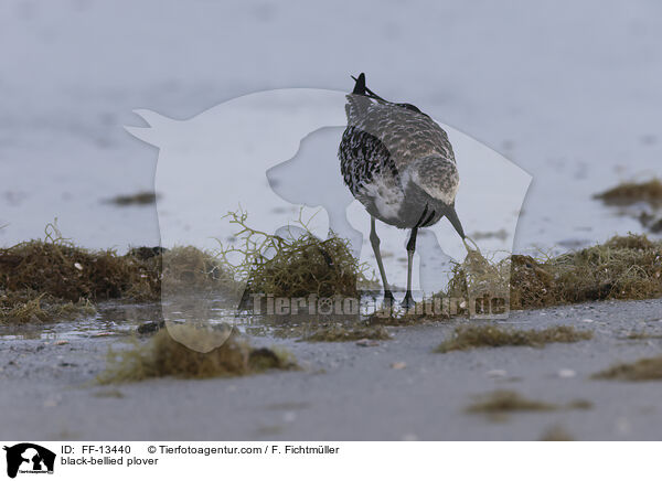 Kiebitzregenpfeifer / black-bellied plover / FF-13440