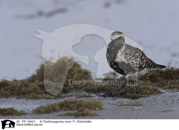 Kiebitzregenpfeifer / black-bellied plover / FF-13441