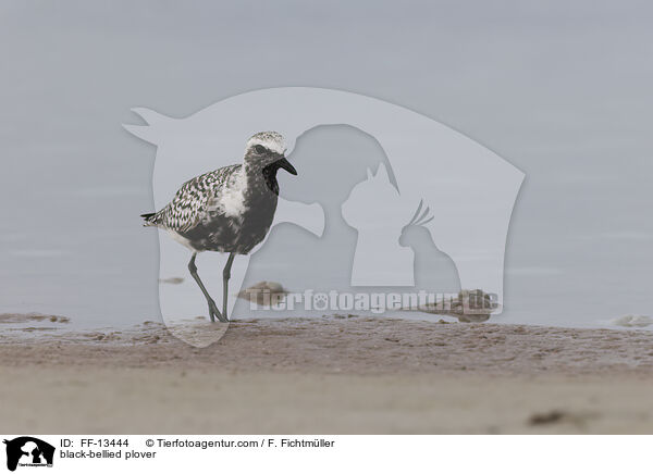 Kiebitzregenpfeifer / black-bellied plover / FF-13444