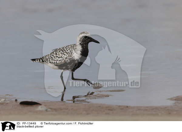 Kiebitzregenpfeifer / black-bellied plover / FF-13449