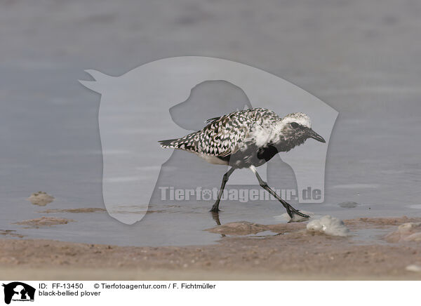 Kiebitzregenpfeifer / black-bellied plover / FF-13450