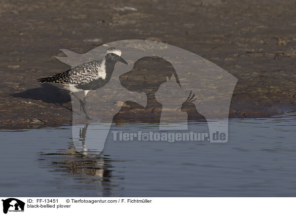 Kiebitzregenpfeifer / black-bellied plover / FF-13451
