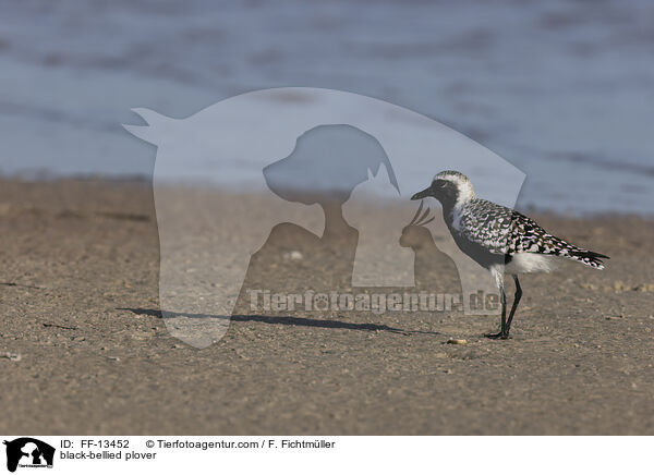 Kiebitzregenpfeifer / black-bellied plover / FF-13452