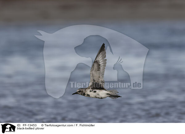 Kiebitzregenpfeifer / black-bellied plover / FF-13453