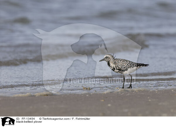 Kiebitzregenpfeifer / black-bellied plover / FF-13454