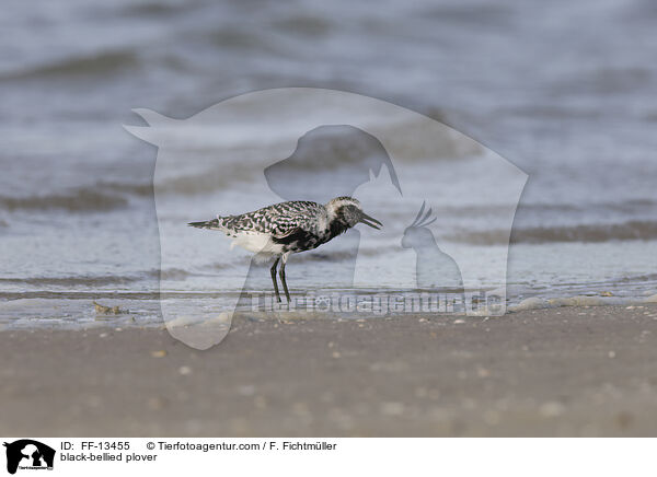 Kiebitzregenpfeifer / black-bellied plover / FF-13455