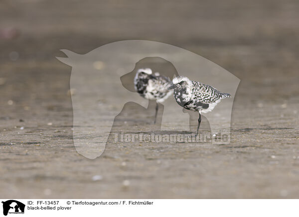 Kiebitzregenpfeifer / black-bellied plover / FF-13457