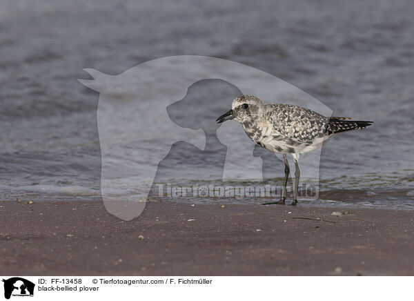 Kiebitzregenpfeifer / black-bellied plover / FF-13458