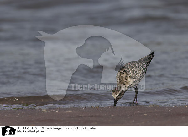 Kiebitzregenpfeifer / black-bellied plover / FF-13459