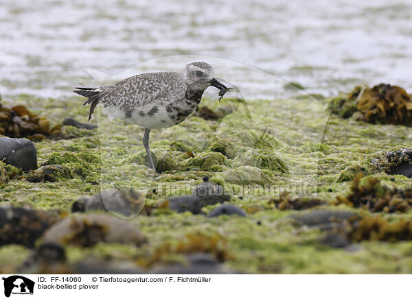 Kiebitzregenpfeifer / black-bellied plover / FF-14060