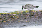 black-bellied plover