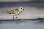 Piping plover in water
