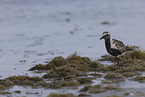 black-bellied plover