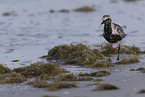 black-bellied plover