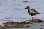 black-bellied plover