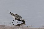 black-bellied plover