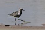 black-bellied plover