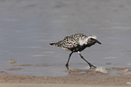 black-bellied plover