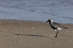 black-bellied plover