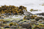 black-bellied plover
