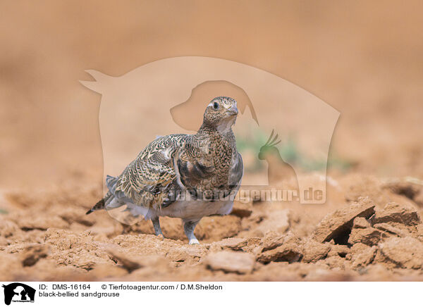 Sandflughuhn / black-bellied sandgrouse / DMS-16164