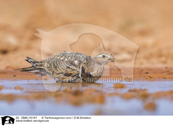 Sandflughuhn / black-bellied sandgrouse / DMS-16167