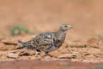 black-bellied sandgrouse