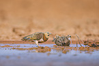 black-bellied sandgrouse