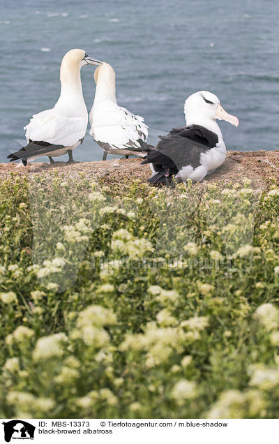 black-browed albatross / MBS-13373