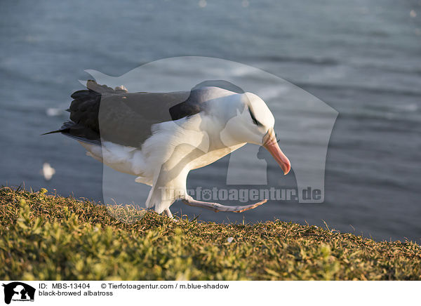 Schwarzbrauenalbatros / black-browed albatross / MBS-13404