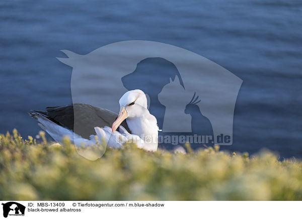 Schwarzbrauenalbatros / black-browed albatross / MBS-13409