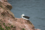 black-browed albatross