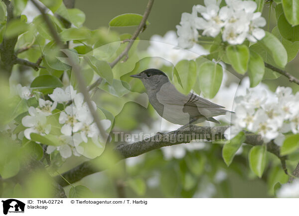 blackcap / THA-02724