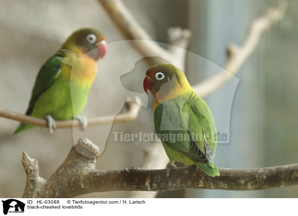 black-cheeked lovebirds / HL-03088