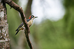 black-cheeked woodpecker