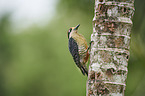 black-cheeked woodpecker