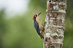 black-cheeked woodpecker