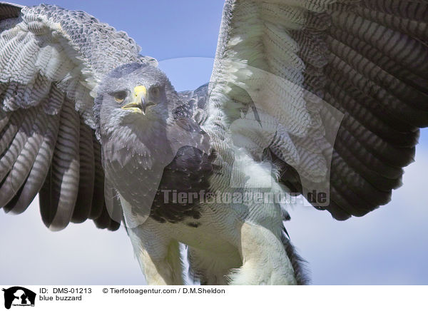 Blaubussard / blue buzzard / DMS-01213