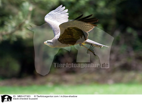black-chested buzzard / MBS-07363